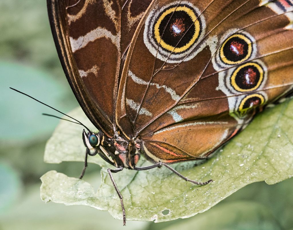 B junonia coenia